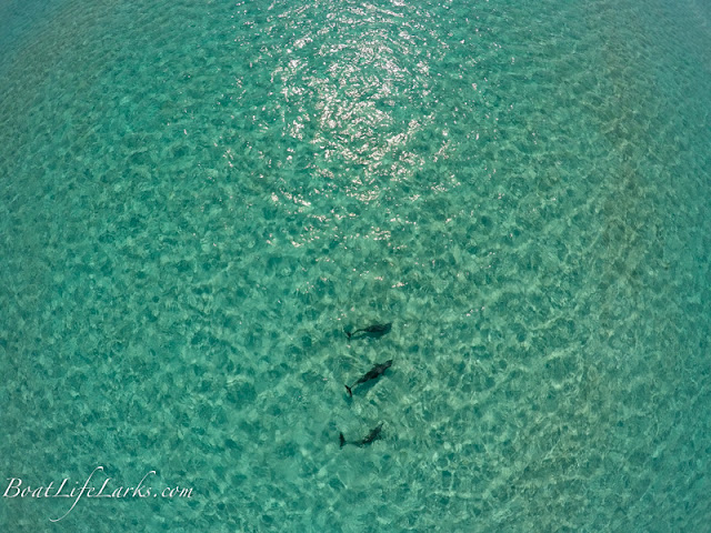 Dolphins, Tilloo Bank, Abacos