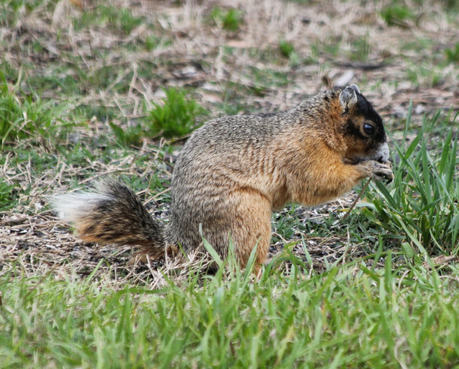 Parker's Barkers Florida's Endangered Sherman Fox Squirrel