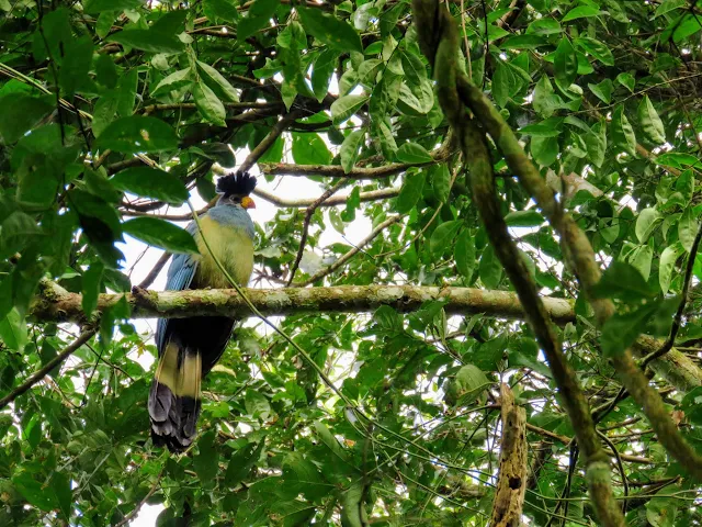 Blue turaco bird in Bigodi Wetlands in Western Uganda