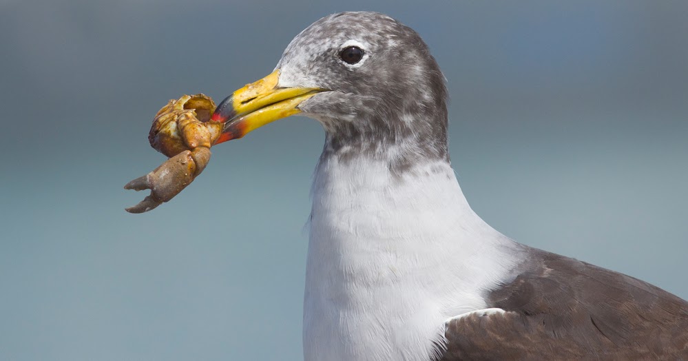 mis fotos de aves Larus belcheri Gaviota Simeón Belcher's Gull