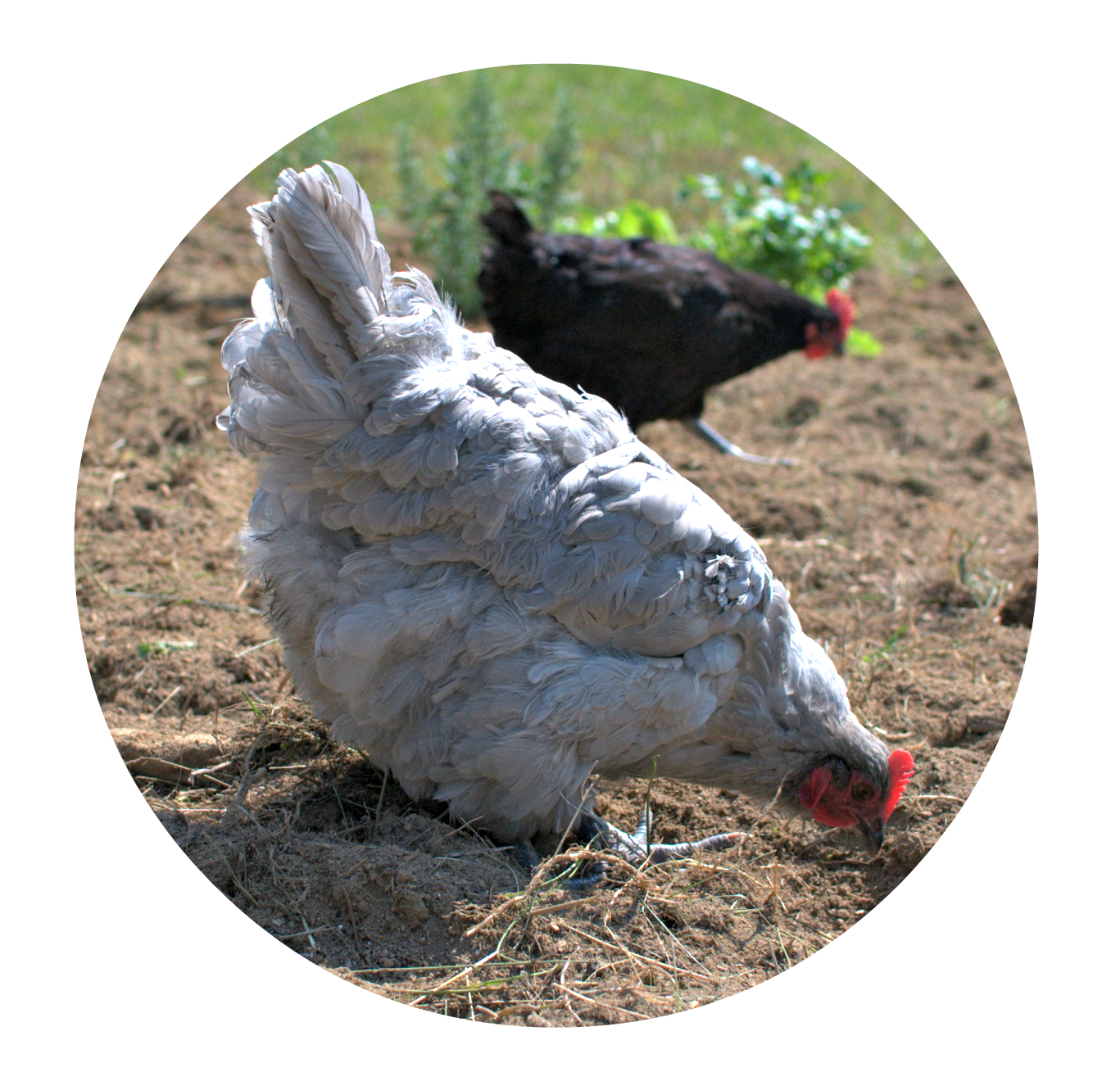 7 Natural NonToxic Weed Control Methods for a ChickenFriendly Yard