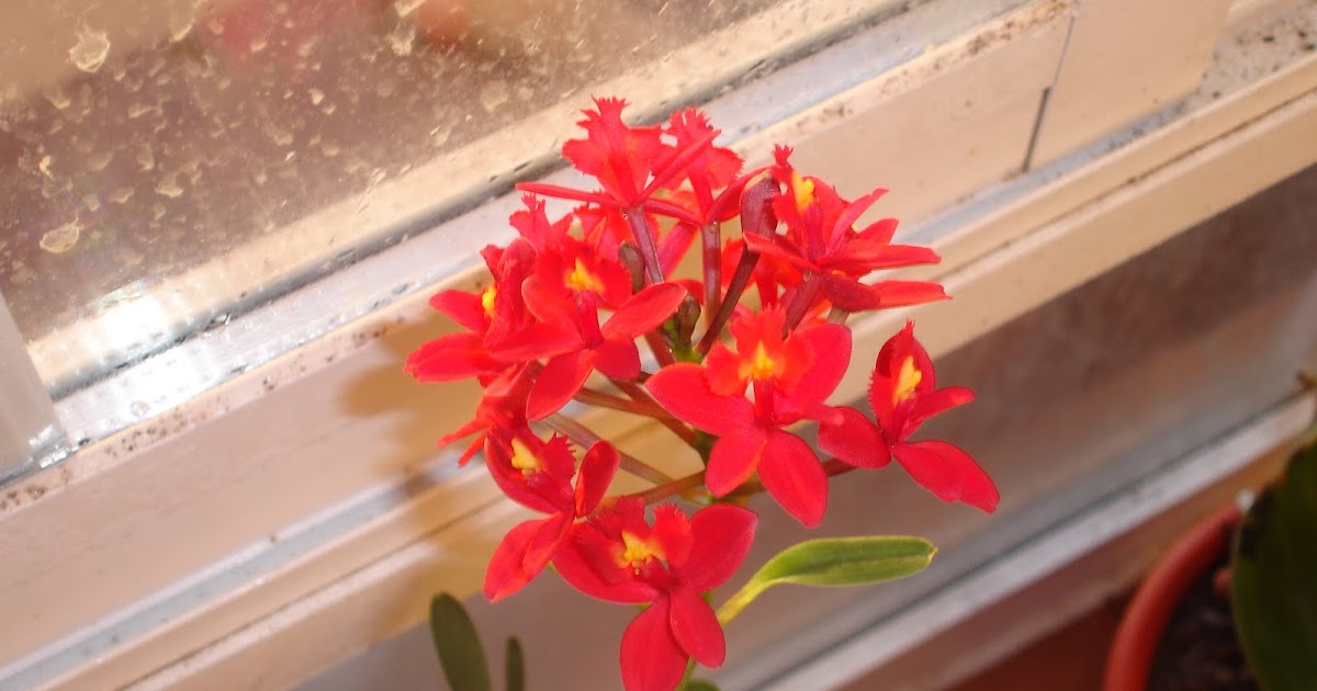 Epidendrum vermelho - aventura com orquídeas