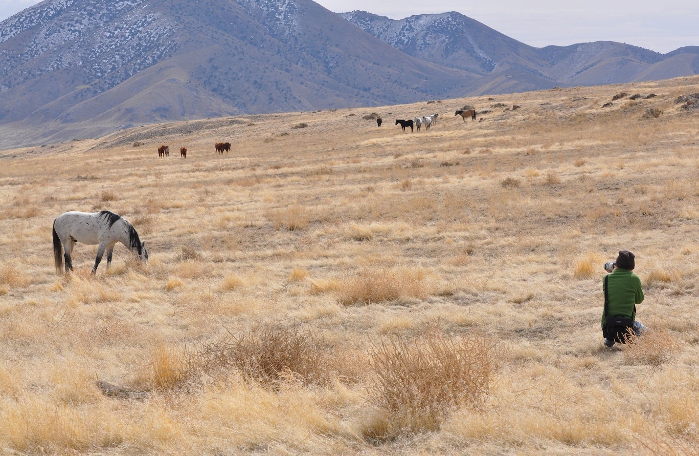 Jennifer Maharry The Art Of Wild Horses Sundance Catalog