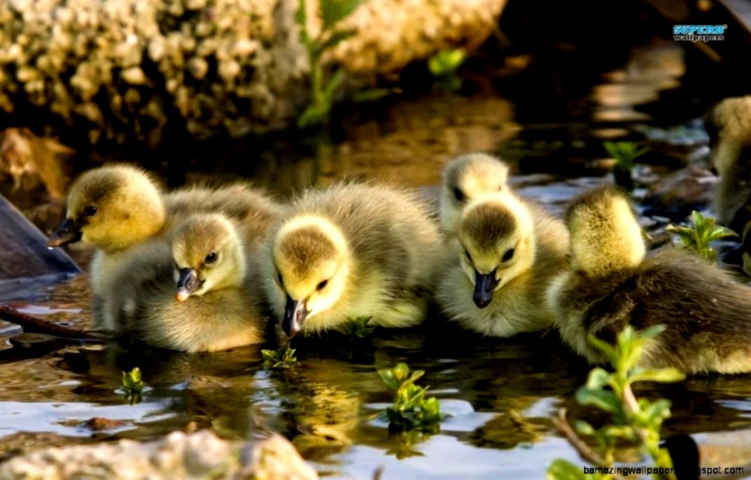Cute Baby Wild Animal Wallpaper Image Wallpapers