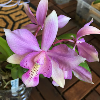 , Diacattleya Chantilly Lace, diarid'orchidee