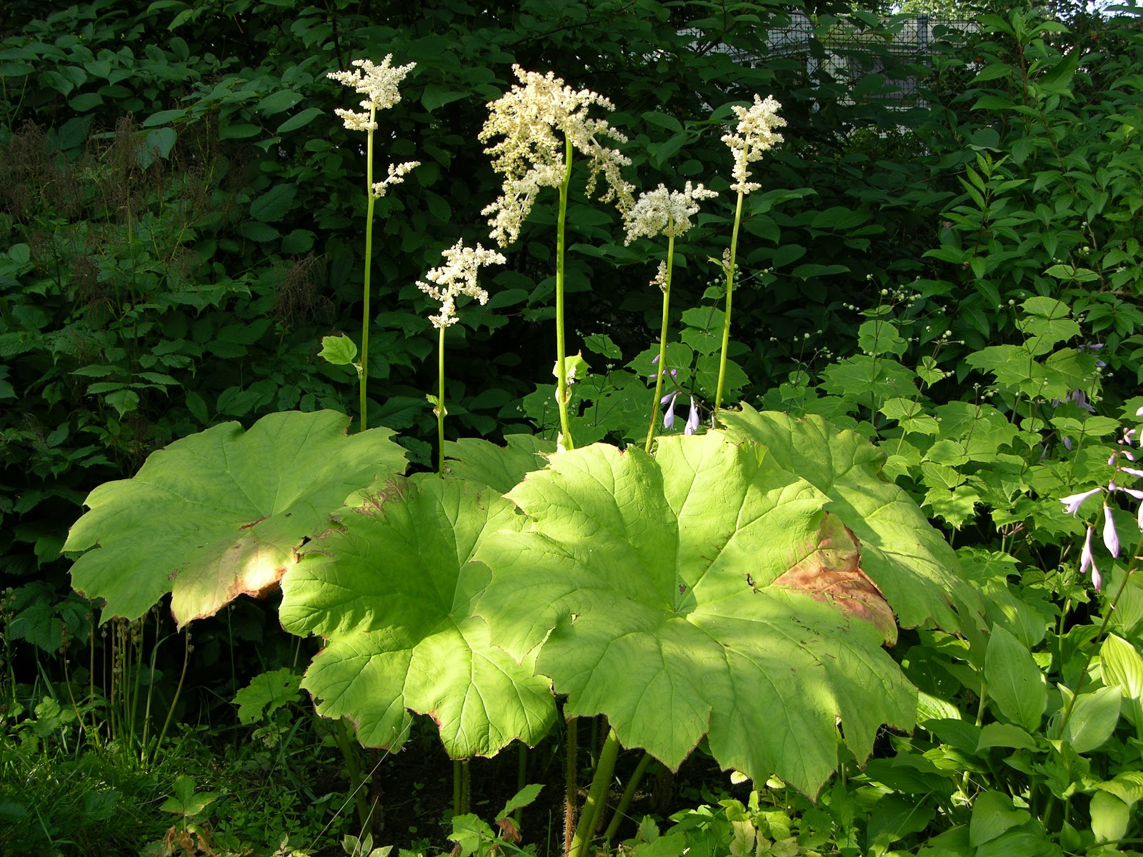 Staudengarten Gross Potrems Seltene Stauden II