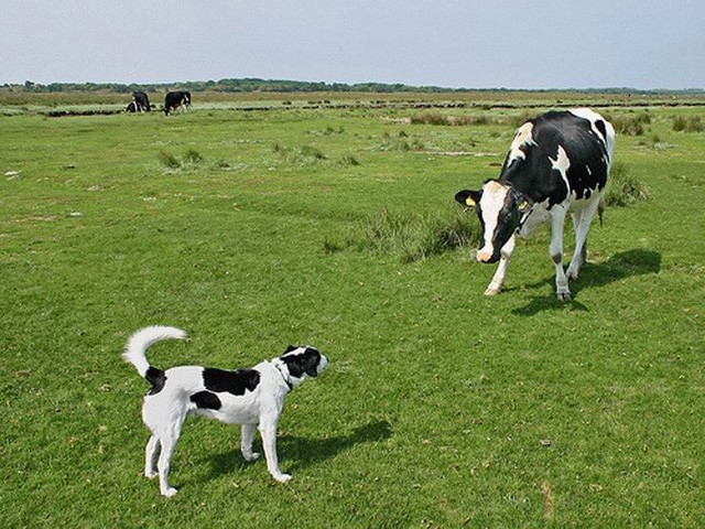 Dog+and+Cow.jpg