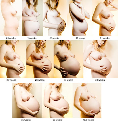 Pregnant Progression by Weeks