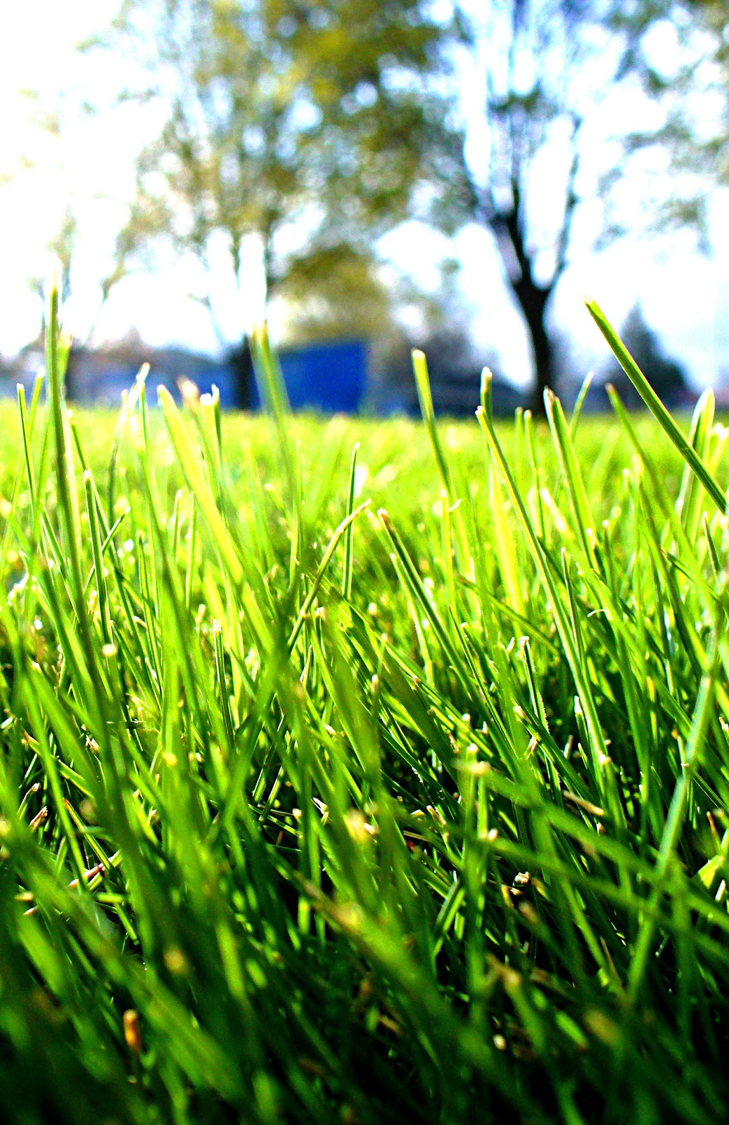 Pilot Rock HS Photography: (SS) Blades of Grass by Brooke