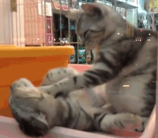 Gatos melhores pets