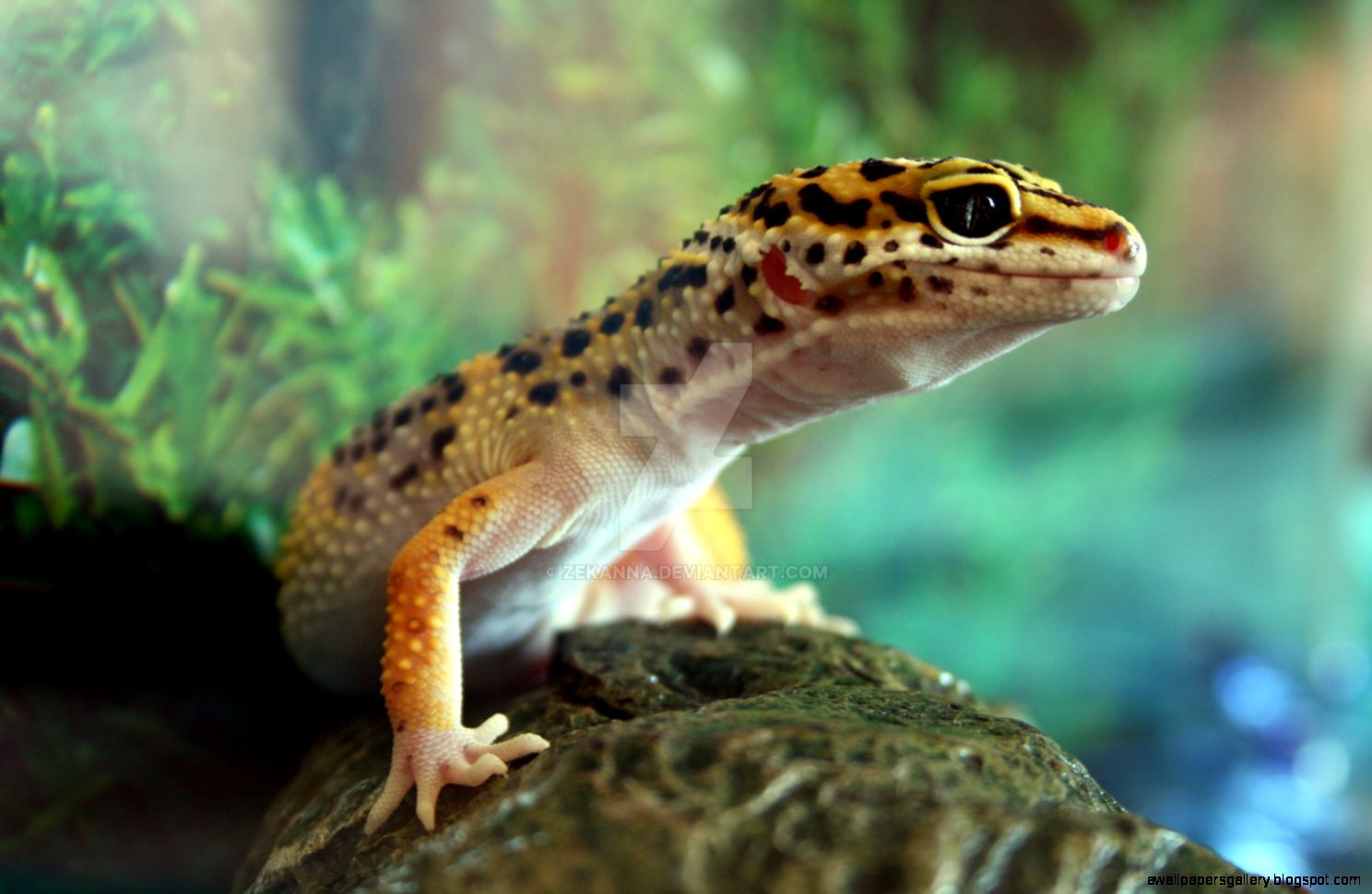 Green Leopard Gecko
