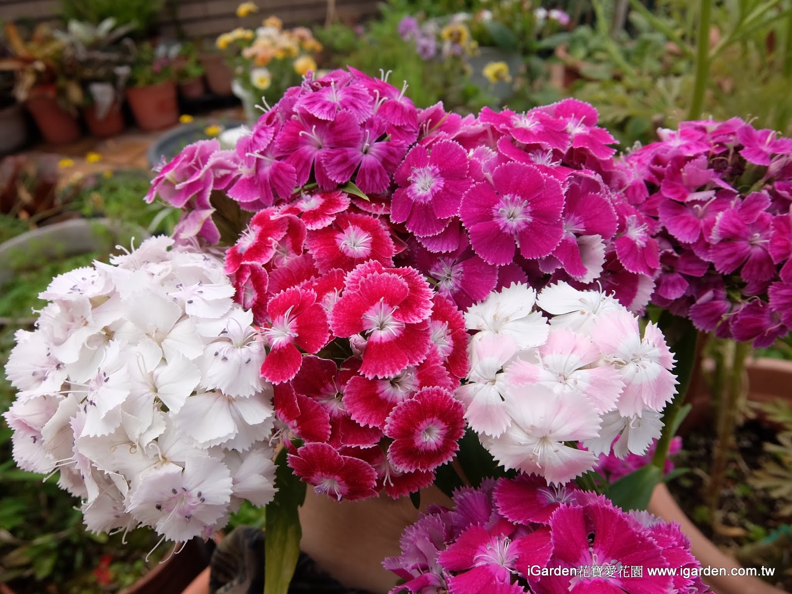 園藝達人栽培術 美國石竹 美女撫子 園藝部落格 Igarden 花寶愛花園園藝文摘plus