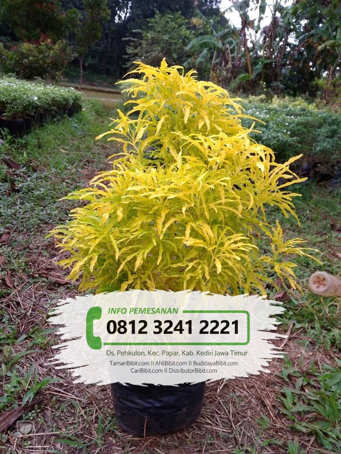 Jual Bibit Bunga Brokoli Kuning Caribibit Com