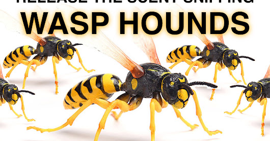 Шершень vs оса. Wasp bee. Оса пчела шмель шершень отличия. Bee vs wasp. Мед осы.