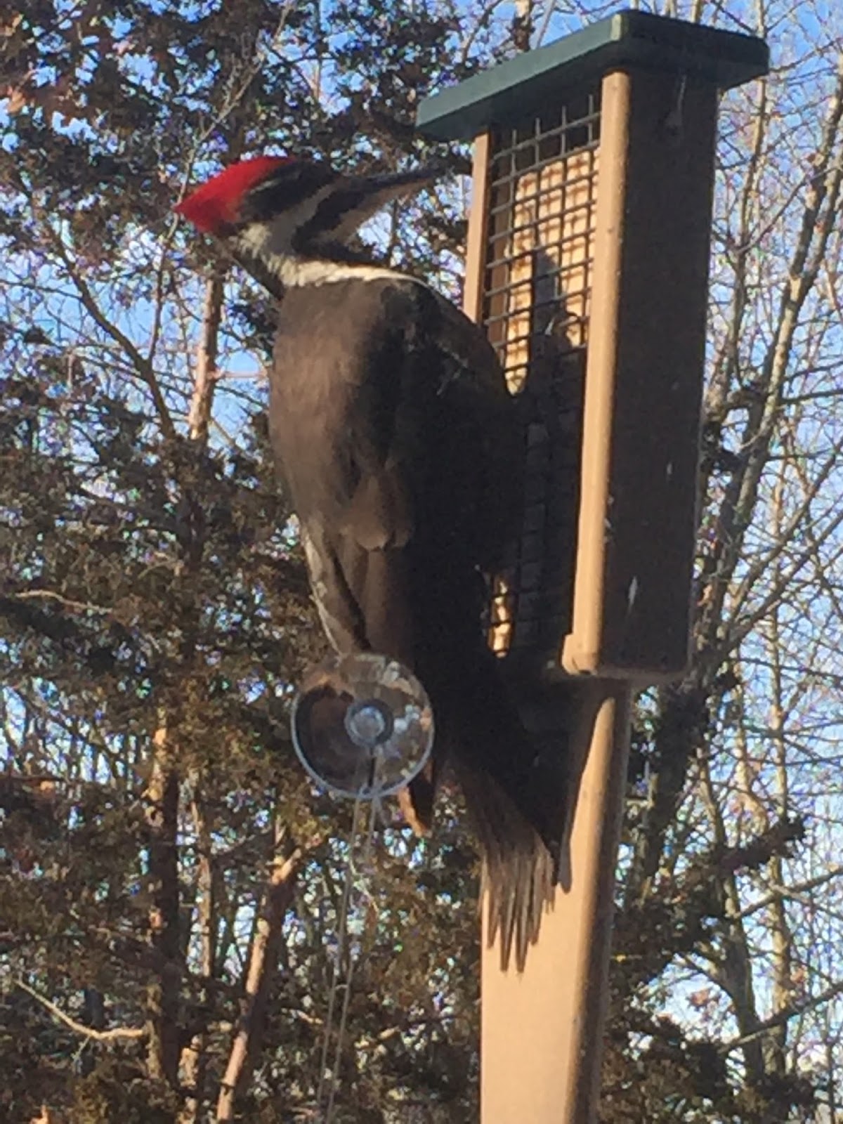 What Should I Be Doing With My Bees This Month Pileated Woodpecker