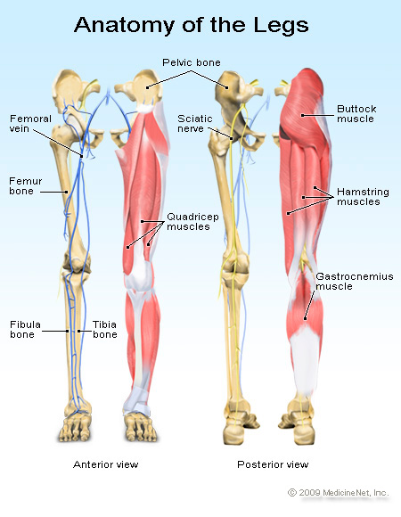 Leg Muscle Anatomy