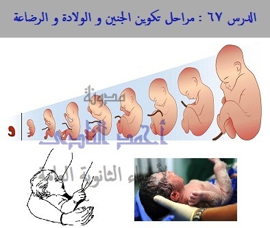  مراحل تكوين الجنين و الولادة و الرضاعة