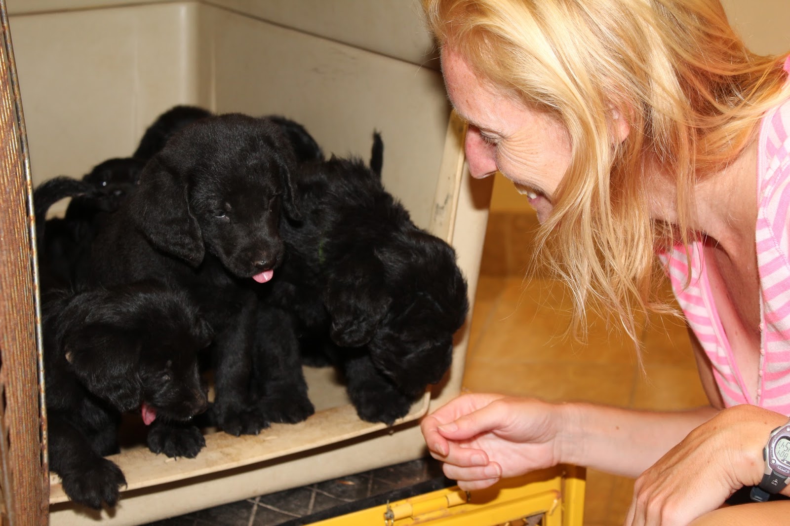 durhamdoodles-vet-visit-get-them-doggies-rollin