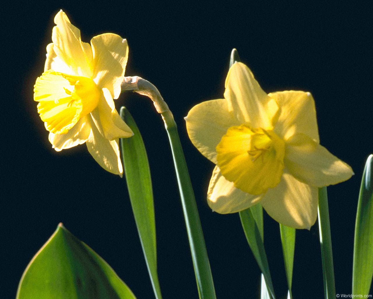 Daffodil flower wallpaperFree download Daffodil flower wallpaper