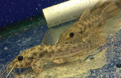 Habitat & Karakteristik Giraffe Catfish