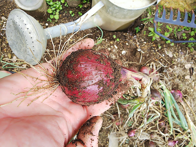 Harvest red onion. 赤玉葱の収穫。
