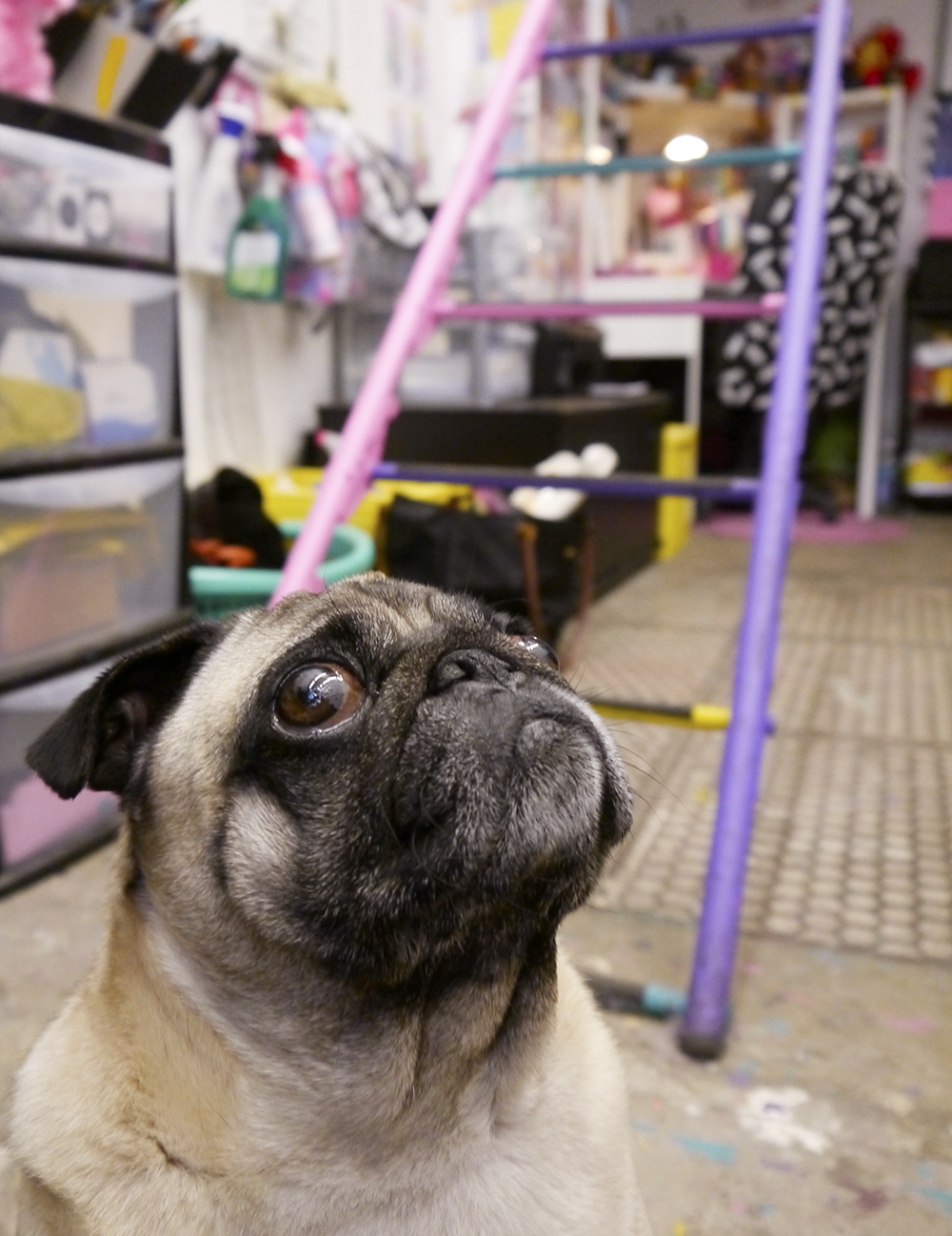Mr Pickles the Pug in Dreamland studio studio visit, designer studio, local designer, Scottish designer, Dundee designer, Dreamland, Dreamland Clothing label, colourful design, Wasps Artists Studios, Dundee Artist studios, Kickstarter Campaign, saved by the bell inspired clothing, Kickstarter, shop local, Q&A, designer interview, behind the scenes, studio pet, pug, Mr Pickles