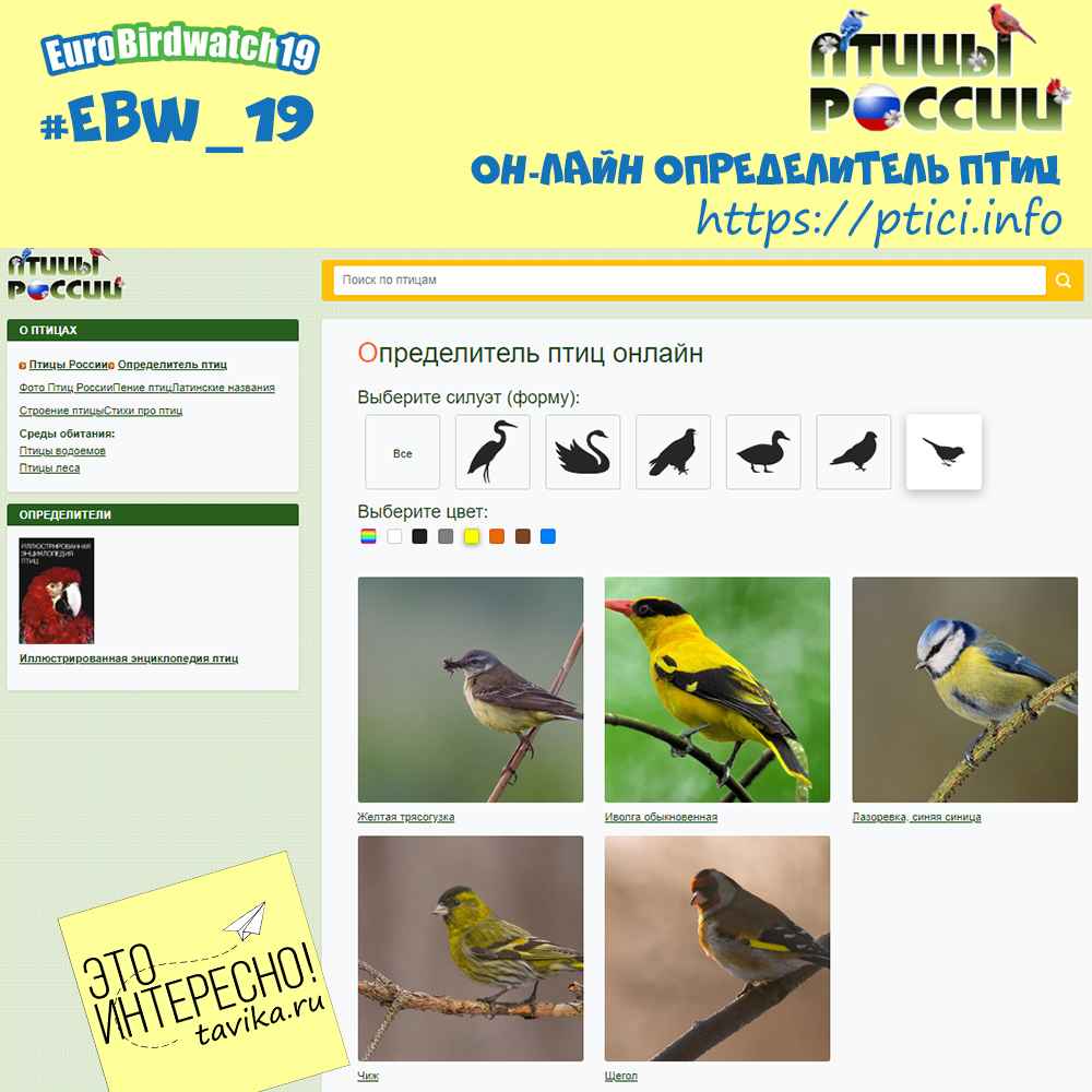 Определить птицу по голосу онлайн. Приложение определяющее птиц. Птицы по видам. Распознавание птиц. Определить птицу.
