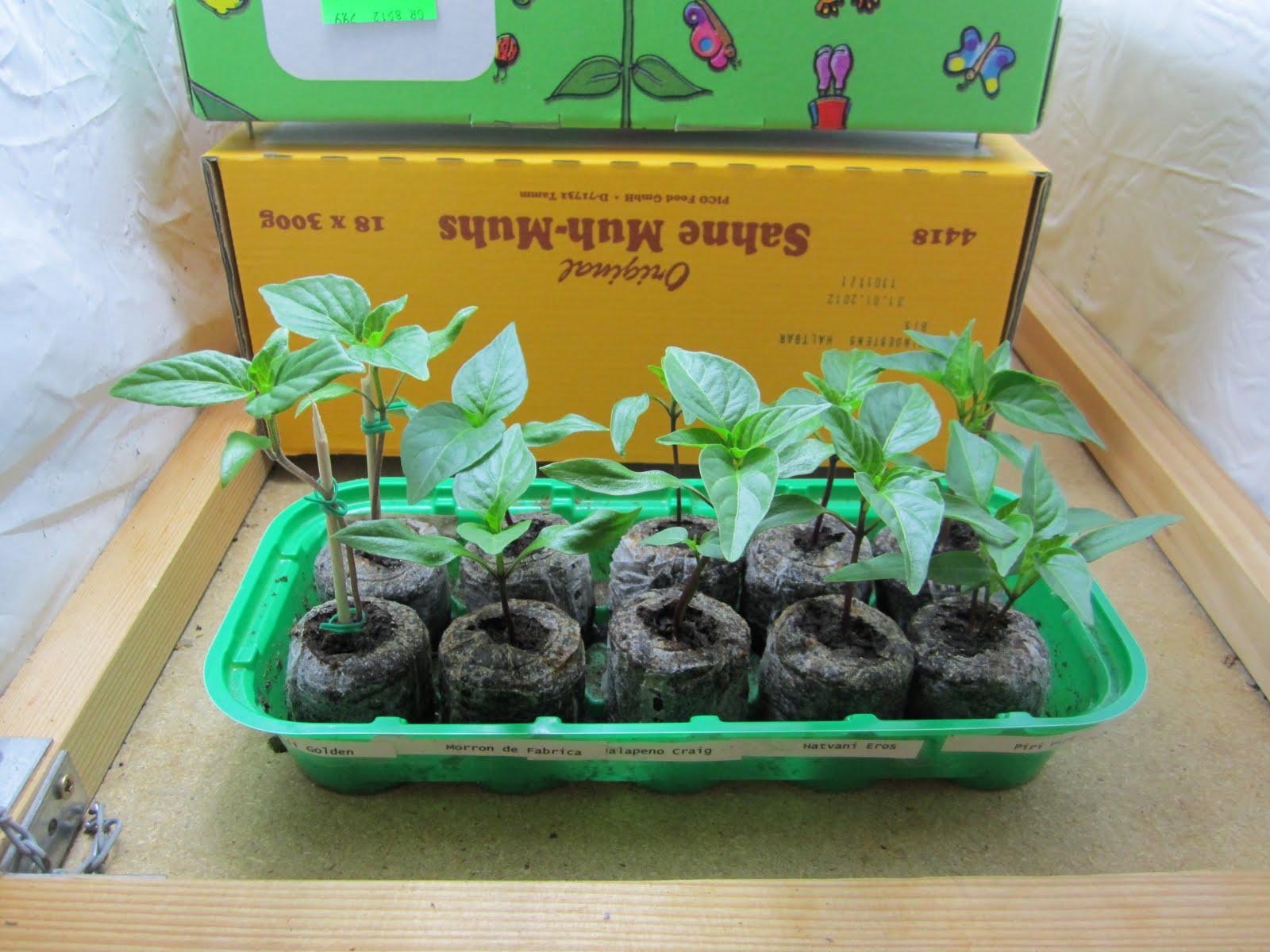 Beryllium Bohr Model Diagram