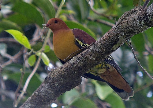 Jenis Jenis Burung Punai Info Pendidikan Dan Biologi