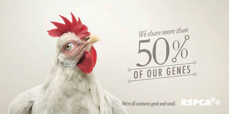 04-Hen-RSPCA-Human-Eyes-Animals-Advertising-Illustrations-www-designstack-co