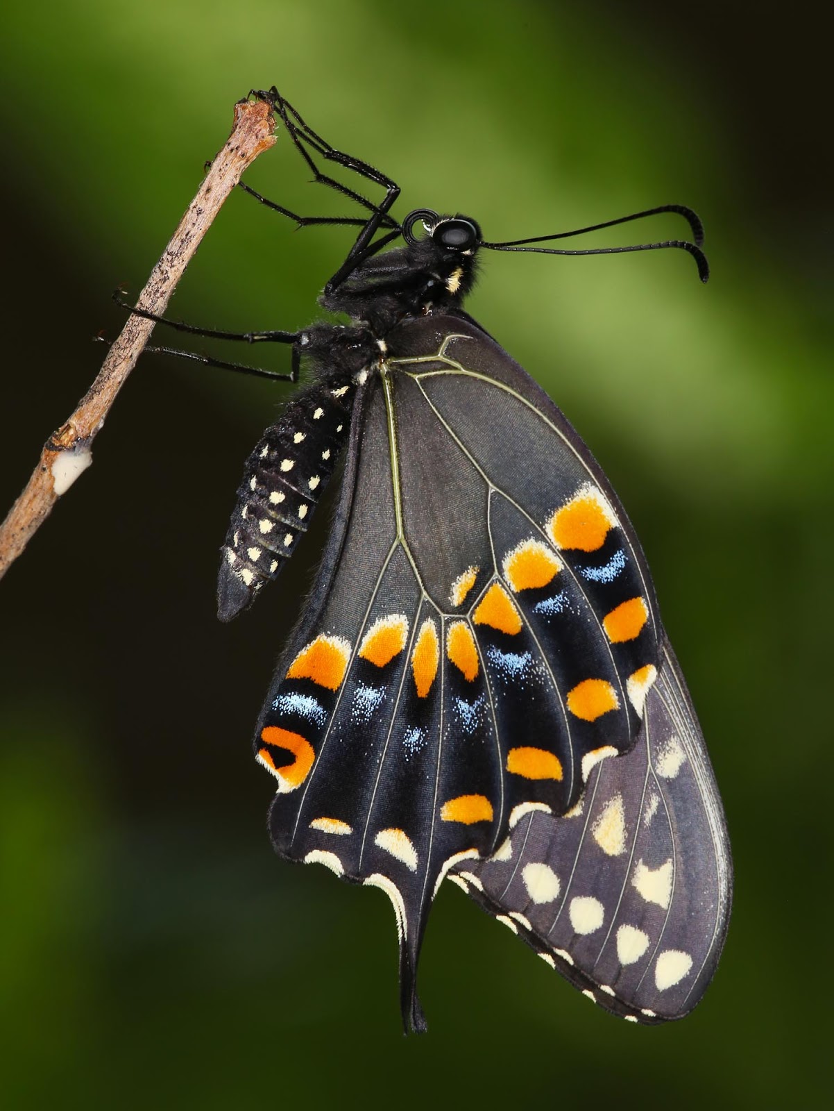 All of Nature Black Swallowtail Butterfly Emerges