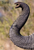 trunk, elephant trunk