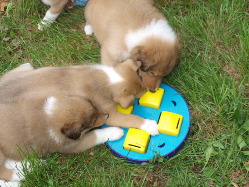 All things Collie Collies got Game!