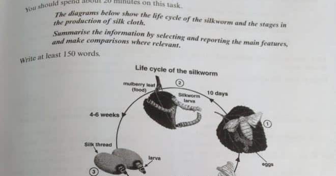 Life cycle of mulberry silkworm image