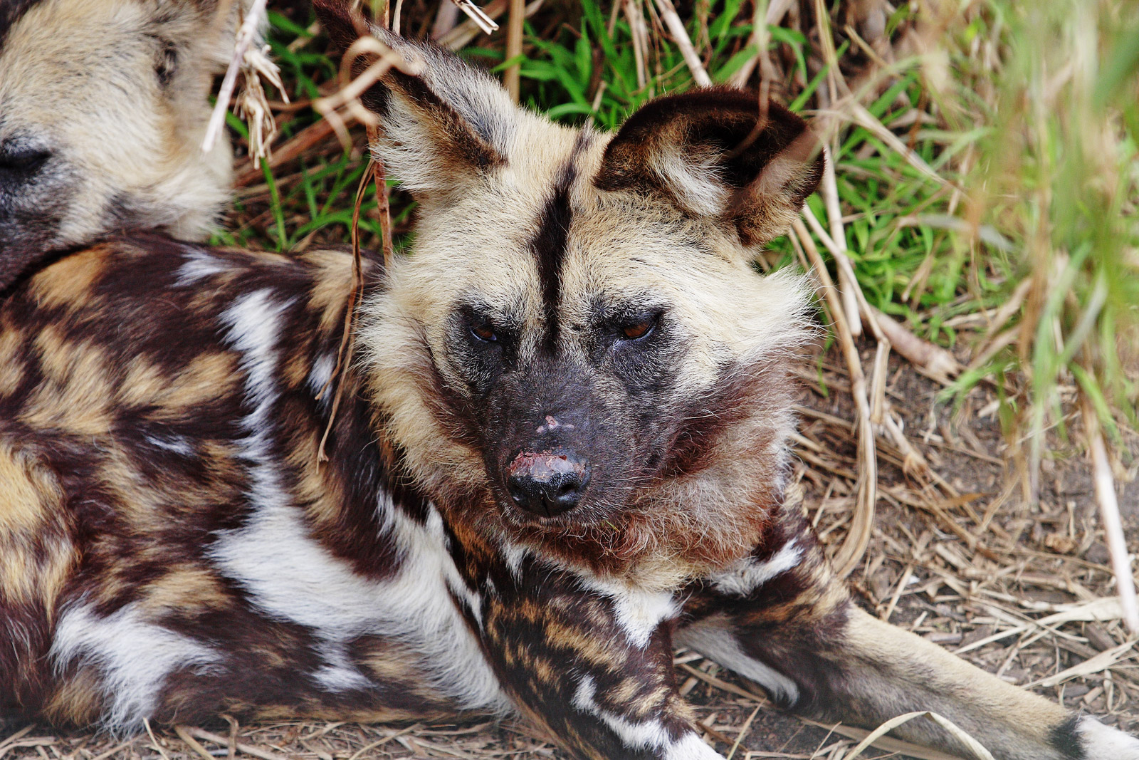 Wildlife Of The World African Wild Dog Wallpapers 2012 Wildlife Of The World African Wild Dog Wallpapers 2012
