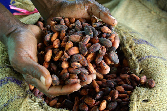 Granos de cacao secos preparados para su exportación.