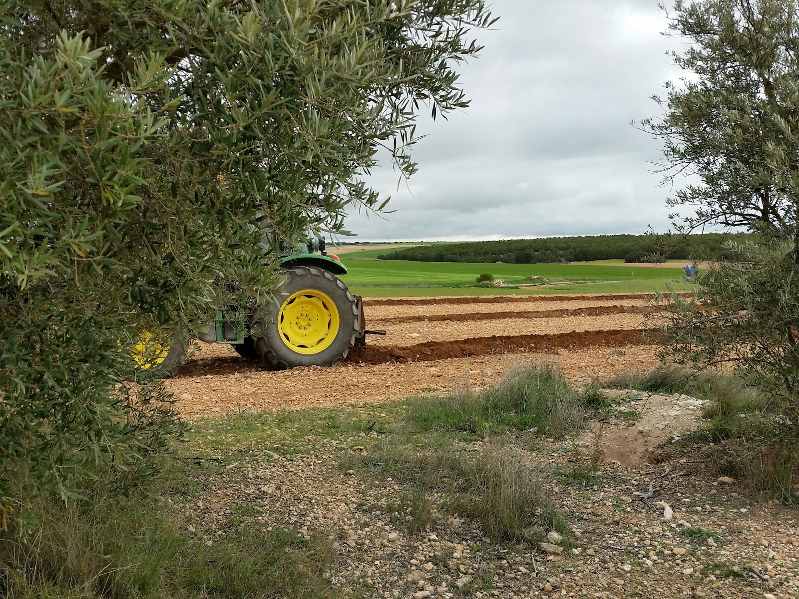 Planting olive trees. Traditional method