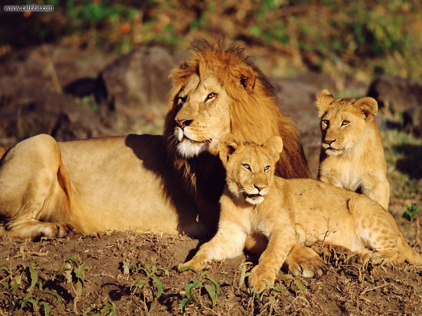 http://3.bp.blogspot.com/-Ia97ND_vEgk/Tj3ZbfsnbwI/AAAAAAAAAKg/ou2IO8VqhqI/s1600/African_Lions_Masai_Mara_Kenya.jpg