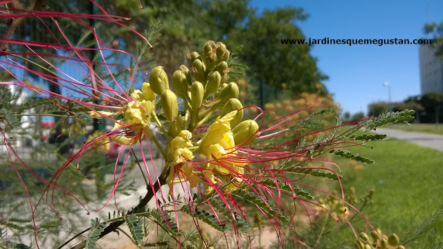 Ceasalpinia gilliesii es una arbusto de Argentina utilizado en xerojardinería