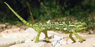 European green chameleon images
