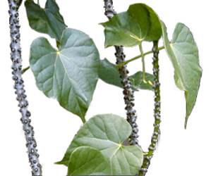 plant benefits tinospora rumphii flowers herbal their plants herbs meaning philippines vine name beautiful ph loading
