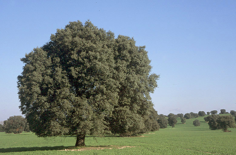 our amazing treasurenature Encina (evergreen oak) National tree of