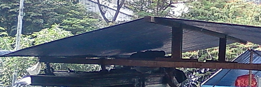 Design Tenda Pada Atap Gerobak Tukang Sate Madura | o2 fresh