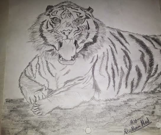 pencil shade realistic tiger pencil shade realistic tiger