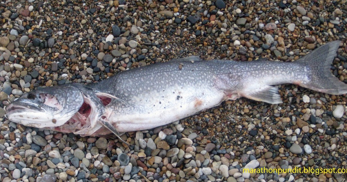 Marathon Pundit Michael Dukakis in 1988 ''A fish rots from the head