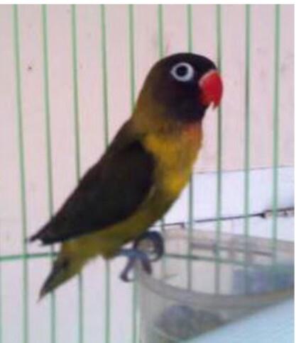 Ciri Dan Perbedaan Lovebird Pastel Violet Dan Lovebird Pastel