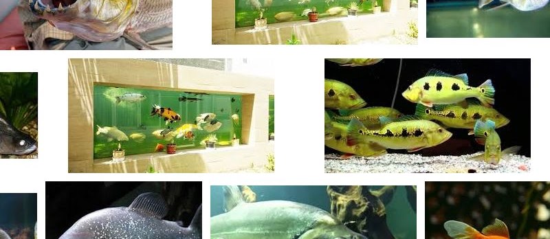 Ikan Predator Cantik Beserta Gambarnya