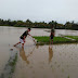 Akibat Diguyur Hujan,Ratusan Sawah Petani Kebanjiran