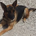 Ηγουμενίτσα:Παράτυπος μετανάστης εντοπίστηκε με τη βοήθεια  σκύλου βιοανίχνευσης