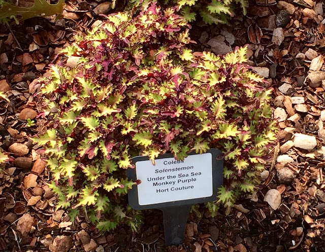 A small leaved gold and purple fringed-tip coleus.